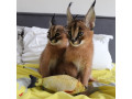lovely-caracal-kittens-for-sale-small-0