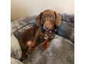 akc-registered-dachshund-puppy-needs-forever-home-small-2