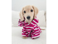akc-registered-dachshund-puppy-needs-forever-home-small-0