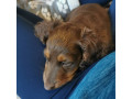 akc-registered-dachshund-puppy-needs-forever-home-small-1