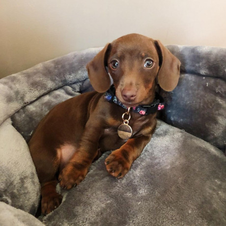 akc-registered-dachshund-puppy-needs-forever-home-big-2