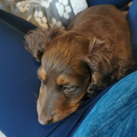 akc-registered-dachshund-puppy-needs-forever-home-big-1