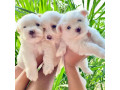 adorable-outstanding-maltese-puppies-1734-335-0571-small-1