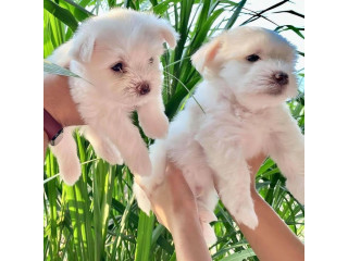 Adorable outstanding Maltese puppies +1(734) 335-0571