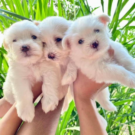 adorable-outstanding-maltese-puppies-1734-335-0571-big-1
