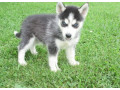 cachorros-de-husky-siberiano-de-ojos-azules-multigeneracionales-small-1