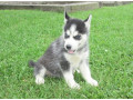 cachorros-de-husky-siberiano-de-ojos-azules-multigeneracionales-small-0