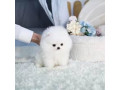 male-and-female-pomeranian-puppies-for-sale-small-0