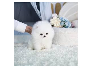 Male and Female Pomeranian Puppies For Sale