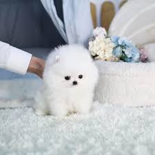 male-and-female-pomeranian-puppies-for-sale-big-0