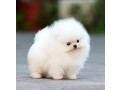 outstanding-pomeranian-puppies-for-sale-small-0