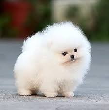 outstanding-pomeranian-puppies-for-sale-big-0