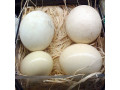 healthy-ostrich-and-quail-chicks-and-fertile-eggs-for-hatching-small-1