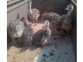 healthy-ostrich-and-quail-chicks-and-fertile-eggs-for-hatching-small-0