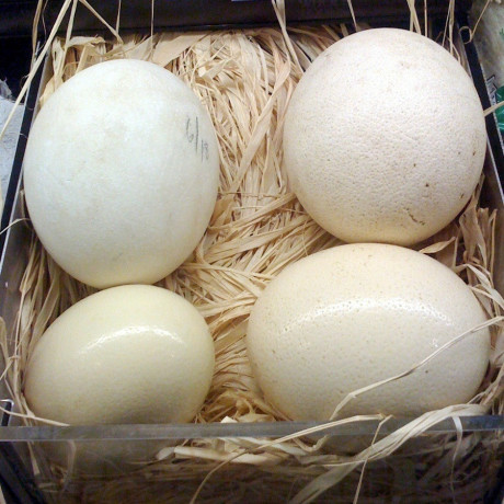 healthy-ostrich-and-quail-chicks-and-fertile-eggs-for-hatching-big-1