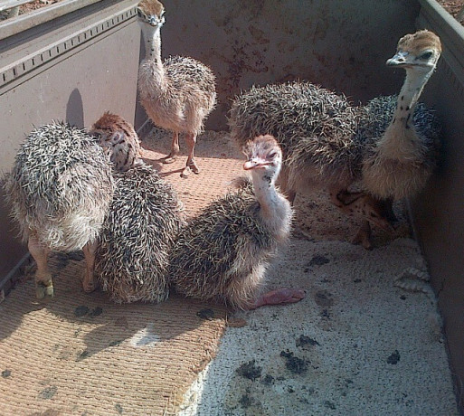 healthy-ostrich-and-quail-chicks-and-fertile-eggs-for-hatching-big-0