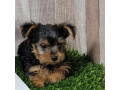 adorable-yurkie-puppies-for-new-home-small-3