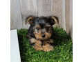 adorable-yurkie-puppies-for-new-home-small-0