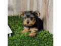 adorable-yurkie-puppies-for-new-home-small-2