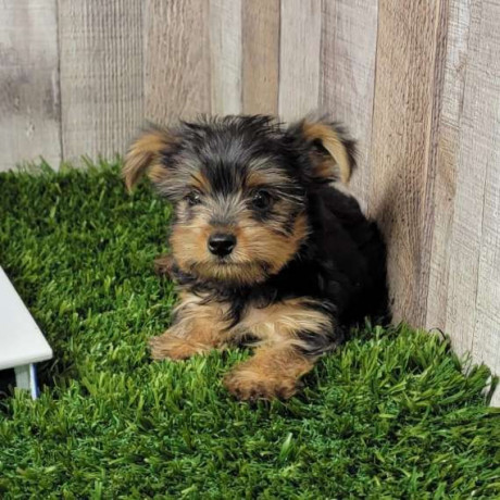 adorable-yurkie-puppies-for-new-home-big-2