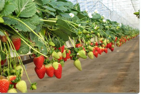 buy-omri-certified-and-renewable-strawberry-grow-bags-from-ricocco-big-0