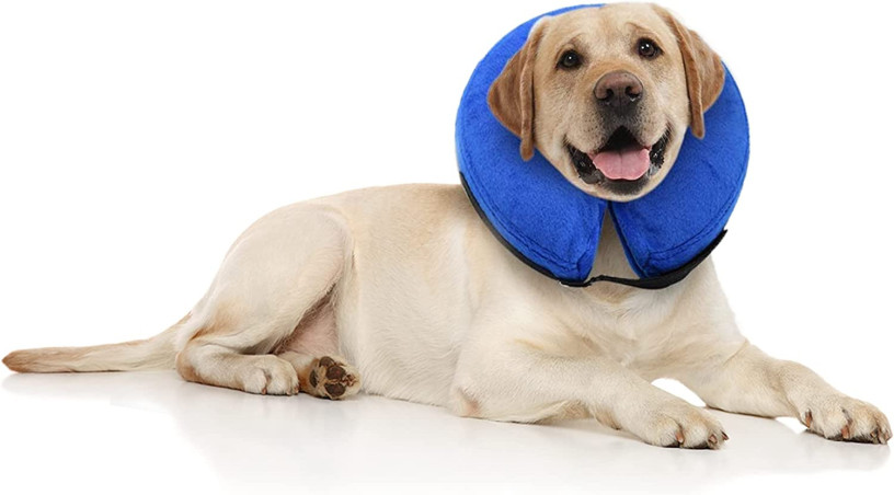 e-collar-for-small-dogs-big-0