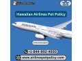 do-hawaiian-airlines-allow-pets-to-fly-small-0