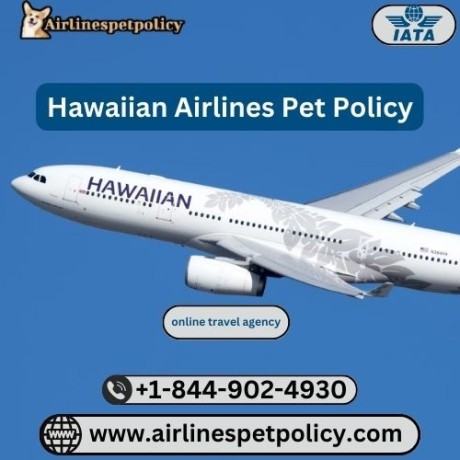 do-hawaiian-airlines-allow-pets-to-fly-big-0