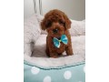 poodle-puppies-available-toy-small-0