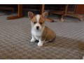 pembroke-welsh-corgi-puppies-text-1-916-672-1247-small-0