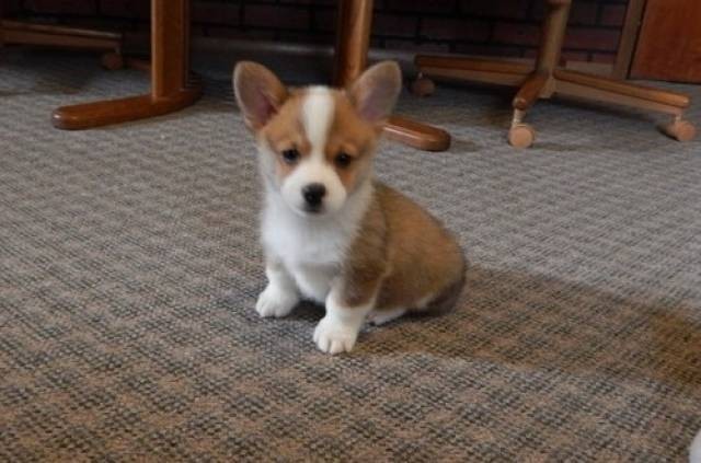 pembroke-welsh-corgi-puppies-text-1-916-672-1247-big-0