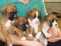 two-friendly-boxer-puppies-available-text-1-916-672-1247-small-0