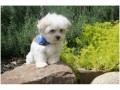 maltese-puppies-for-sale-text-1-916-672-1247-small-0