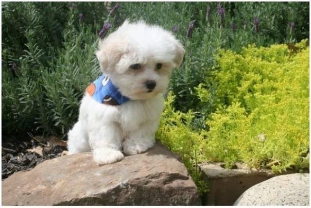 maltese-puppies-for-sale-text-1-916-672-1247-big-0