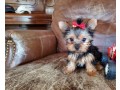 adorable-female-teacup-yorkie-puppy-available-916-672-1247-small-0