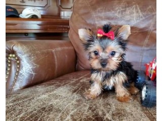 Adorable Female Teacup Yorkie Puppy Available 916-672-1247