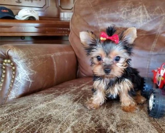 adorable-female-teacup-yorkie-puppy-available-916-672-1247-big-0