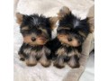 adorable-yorkie-puppies-for-free-adoption-text-1-916-672-1247-small-0