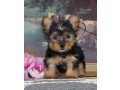 cute-akc-teacup-yorkie-puppies2-text-1-916-672-1247-small-0