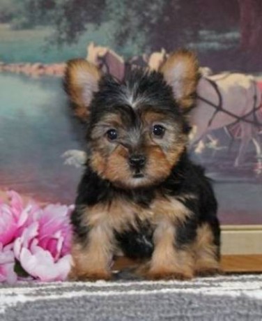 cute-akc-teacup-yorkie-puppies2-text-1-916-672-1247-big-0