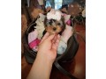 gorgeous-yorkie-pup-available-text-1-916-672-1247-small-0