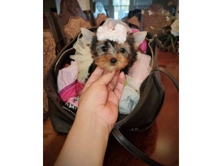 Gorgeous Yorkie Pup Available Text : +1 (916) 672 1247