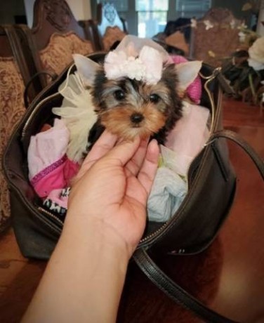 gorgeous-yorkie-pup-available-text-1-916-672-1247-big-0