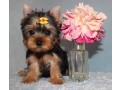 2-yorkie-puppies-female-text-1-916-672-1247-small-0