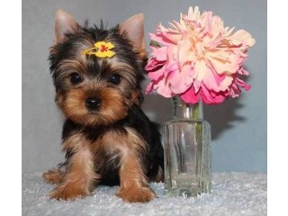 2 Yorkie puppies female Text : +1 (916) 672 1247