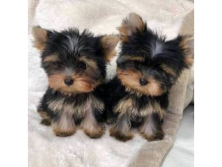 Purebred tiny teacup Yorkie puppies Text : +1 (916) 672 1247