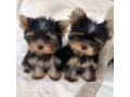 home-raised-and-house-broken-yorkies-small-0