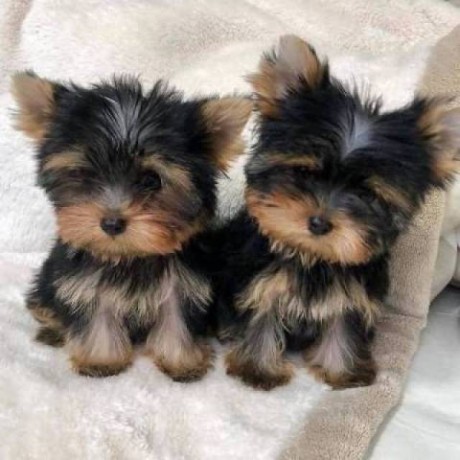 home-raised-and-house-broken-yorkies-big-0