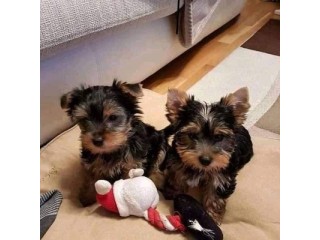 Beautiful and outstanding Yorkie puppies