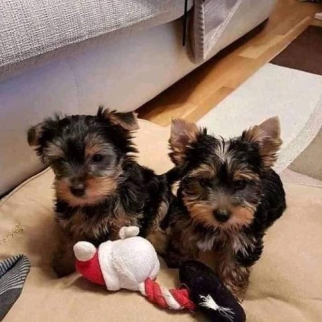 healthy-and-adorable-yorkie-puppies-available-big-0